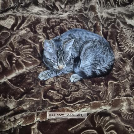 Photo 1/1 Found cat Found in Liege