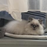 Picture of cat lost at Balleroy Sur Drome