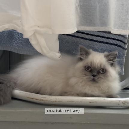 Photo 1/1 Allumette Chat lost in Balleroy sur drome