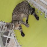 Picture of cat lost at Le Dresney