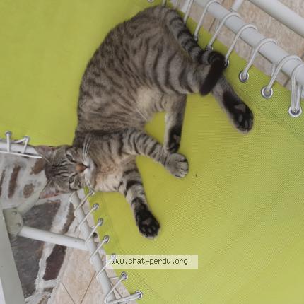 Photo 1/1 Minet Chat lost in Le dresney