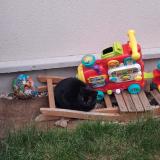 Picture of cat found at Rosny Sous Bois