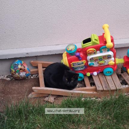 Photo 1/1 Found cat Found in Rosny sous bois