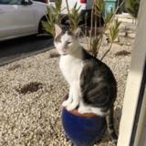 Picture of cat lost at Essey Les Nancy