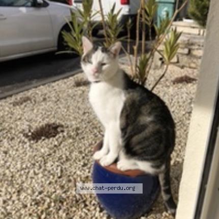 Photo 1/1 Elvis Chat lost in Essey les nancy