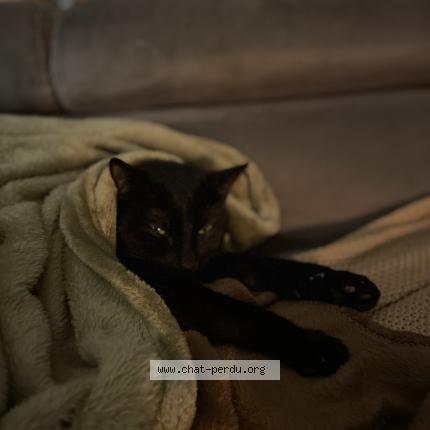 Photo 1/1 Patoune Chat lost in Baule