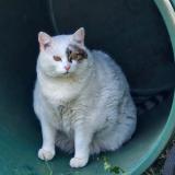 Picture of cat lost at Puttelange Aux Lacs