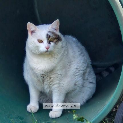 Photo 1/1 LOLA Chat lost in Puttelange aux lacs