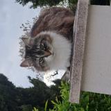 Picture of cat found at La Jarrie