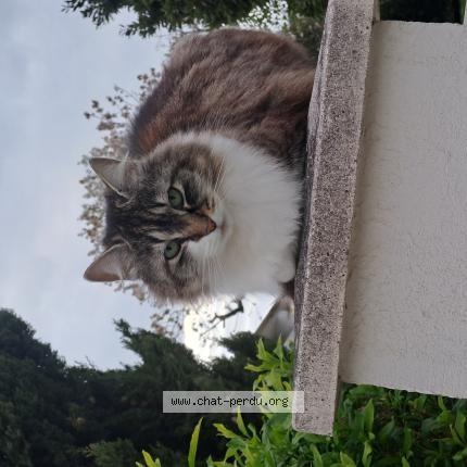 Photo 1/1 Found cat Found in La jarrie