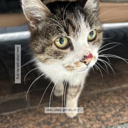 Photo 1/1 Found cat Found in Montauban