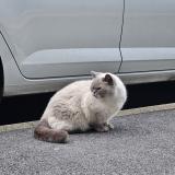 Picture of cat found at Taverny