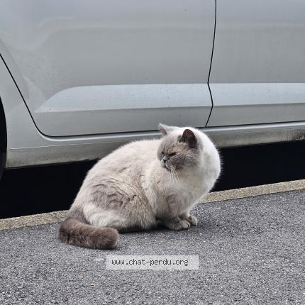 Photo 1/1 Found cat Found in Taverny
