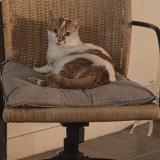 Picture of cat lost at Alfortville