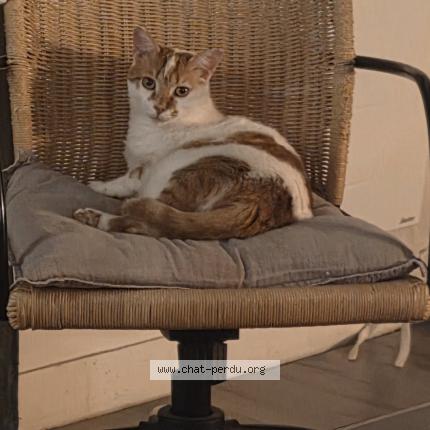 Photo 1/1 Ori Chat lost in Alfortville