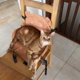 Picture of cat lost at Royan