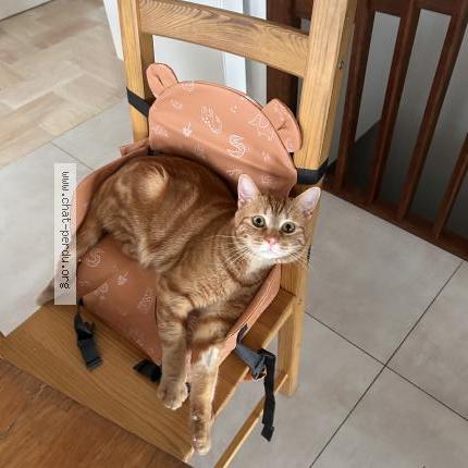 Photo 1/1 Syrah Chat lost in Royan