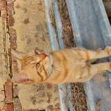 Picture of cat found at Savigny Sur Braye