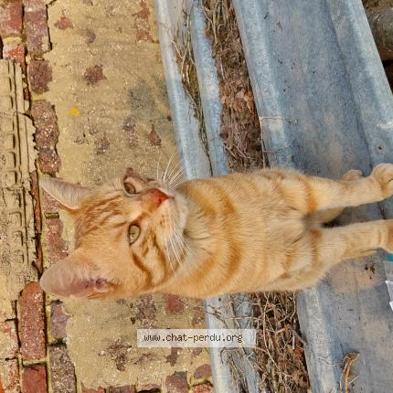 Photo 1/1 Found cat Found in Savigny sur braye