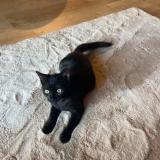 Picture of cat lost at Balan