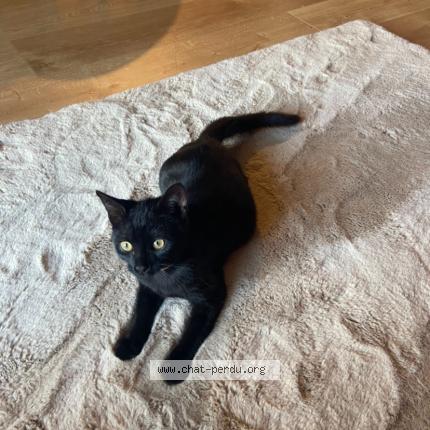 Photo 1/1 Luna Chat lost in Balan