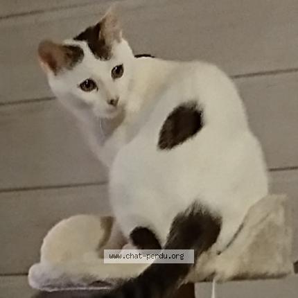 Photo 1/1 Ziggy Chat lost in Issendolus