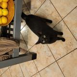 Picture of cat lost at Ecommoy