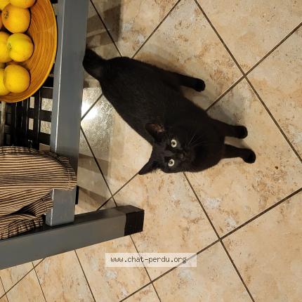 Photo 1/1 Volverine Chat lost in Ecommoy