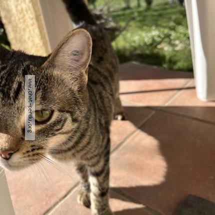 Photo 1/1 Found cat Found in Saint privat des vieux