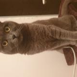 Picture of cat lost at Saint Priest