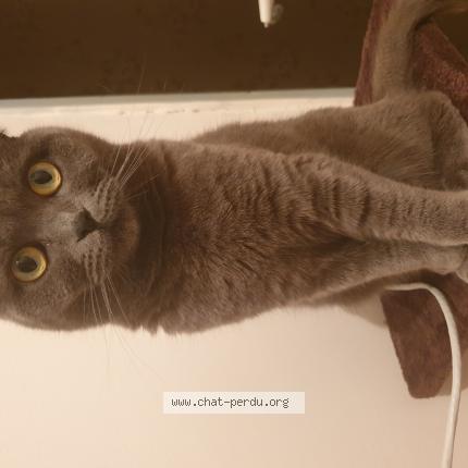 Photo 1/1 Misha Chat lost in Saint priest