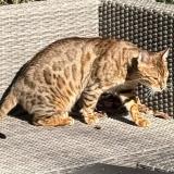 Picture of cat lost at Geneve
