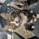 Picture of cat lost at Honfleur