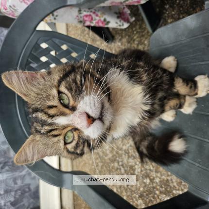 Photo 1/1 Koya Chat lost in Honfleur