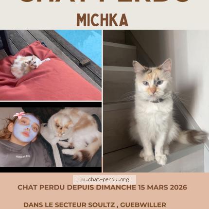 Photo 1/1 michka Chat lost in Soultz