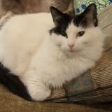 Picture of cat lost at Marseille