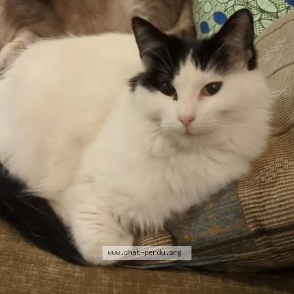 Photo 1/1 Nioky Chat lost in Marseille