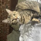 Picture of cat lost at Onnaing