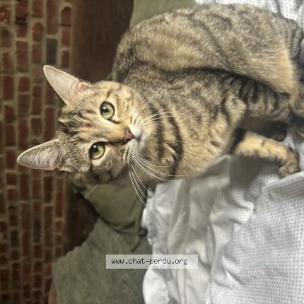 Photo 1/1 Rocket Chat lost in Onnaing