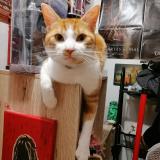 Picture of cat lost at Saint Just En Chaussee