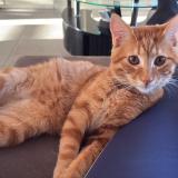 Picture of cat lost at Cuesmes