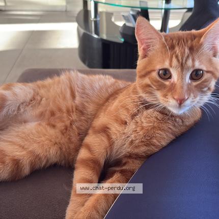 Photo 2/2 Simba Chat lost in Cuesmes