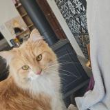 Picture of cat lost at Graulhet