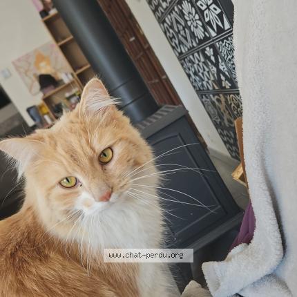 Photo 1/1 Nyx Chat lost in Graulhet