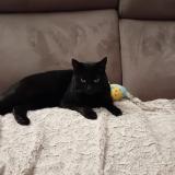 Picture of cat lost at Compiegne