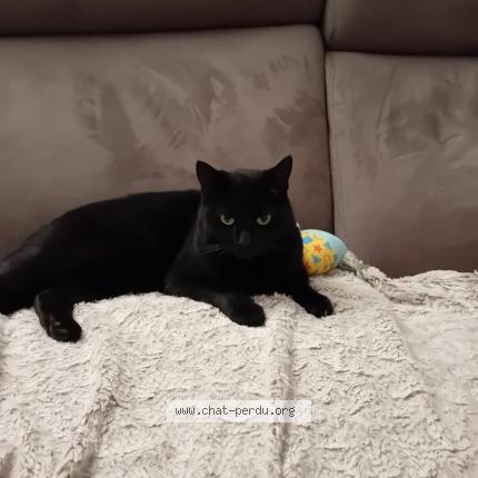 Photo 1/1 Lucky Chat lost in Compiegne