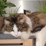 Picture of cat lost at 84870 Loriol Du Comtat