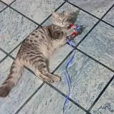 Picture of cat lost at Gujranwala