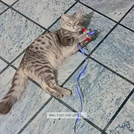 Photo 1/1 Rubi Chat lost in Gujranwala