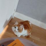 Picture of cat lost at Le Mans Sarthe 72